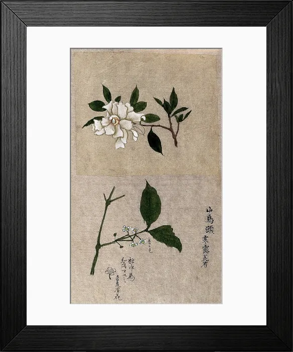 Framed Print : Two plants, one possibly tea (Camellia species): flowering stems. Creator: Unknown Framed Print : Two plants, one possibly tea (Camellia species): flowering stems. Creator: Unknown