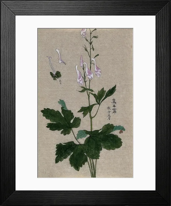 Framed Print : A plant, possibly a Corydalis species: flowering and fruiting stem with floral segments. Creator: Unknown Framed Print : A plant, possibly a Corydalis species: flowering and fruiting stem with floral segments. Creator: Unknown