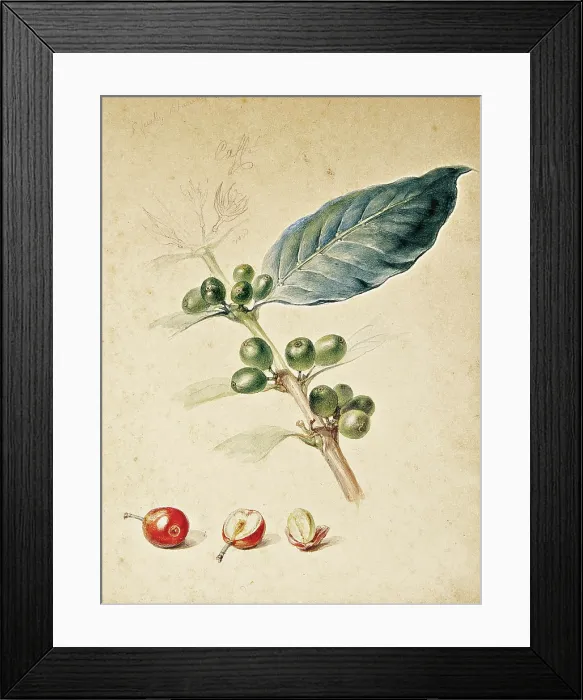 Framed Print : Coffee, c1818. Creator: Debret, Jean-Baptiste (1768-1848) Framed Print : Coffee, c1818. Creator: Debret, Jean-Baptiste (1768-1848)
