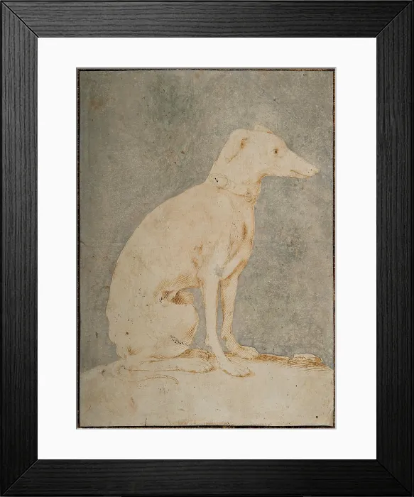 Framed Print : Greyhound, First Half of 16th century. Creator: Parmigianino (1503-1540) Framed Print : Greyhound, First Half of 16th century. Creator: Parmigianino (1503-1540)