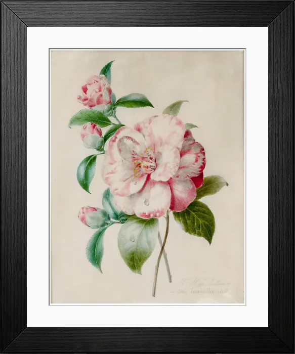 Framed Print : Camellia branch, 1848. Creator: Lallemand, Adelaide (1817-1883) Framed Print : Camellia branch, 1848. Creator: Lallemand, Adelaide (1817-1883)