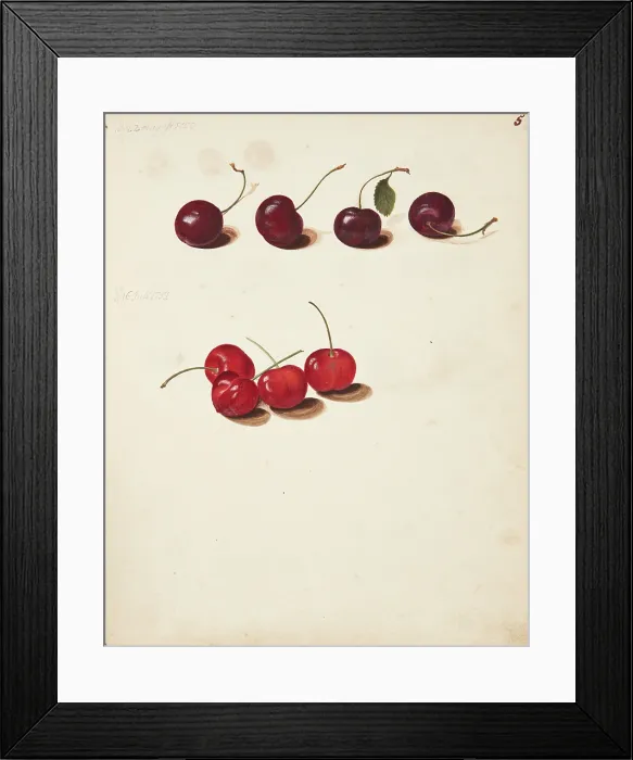 Framed Print : Study of Cherries, 1751. Creator: Fosie, Johanna Marie (1726-1764) Framed Print : Study of Cherries, 1751. Creator: Fosie, Johanna Marie (1726-1764)