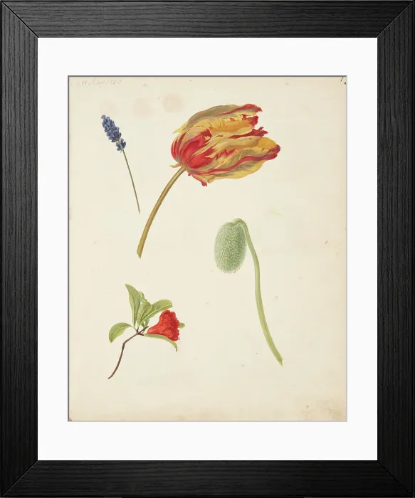 Framed Print : Study of tulip and other flowers, 1750. Creator: Fosie, Johanna Marie (1726-1764) Framed Print : Study of tulip and other flowers, 1750. Creator: Fosie, Johanna Marie (1726-1764)