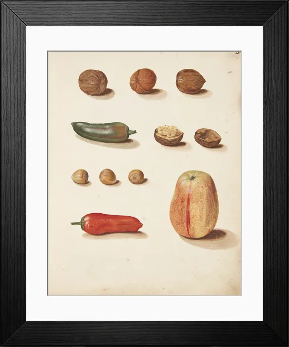 Framed Print : Study of apple, nuts and peppers, 1749. Creator: Fosie, Johanna Marie (1726-1764) Framed Print : Study of apple, nuts and peppers, 1749. Creator: Fosie, Johanna Marie (1726-1764)