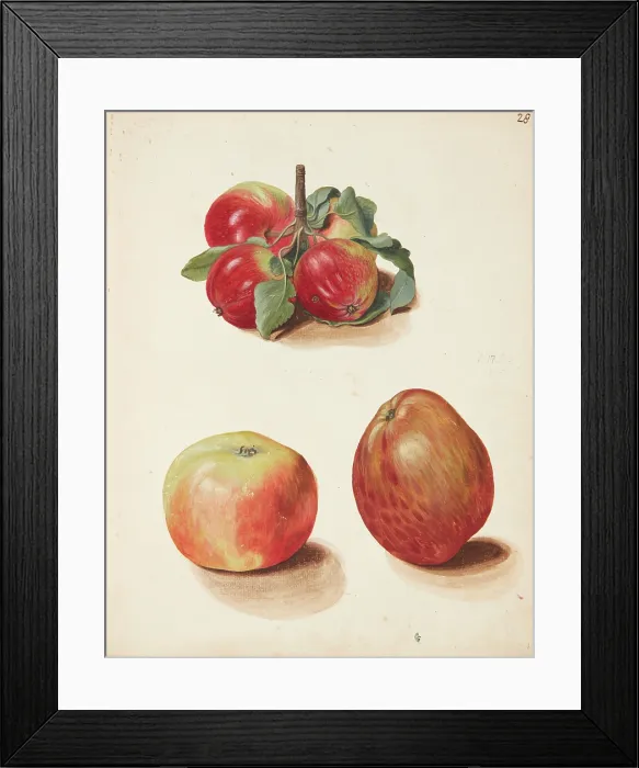 Framed Print : Study of apples, 1751. Creator: Fosie, Johanna Marie (1726-1764) Framed Print : Study of apples, 1751. Creator: Fosie, Johanna Marie (1726-1764)