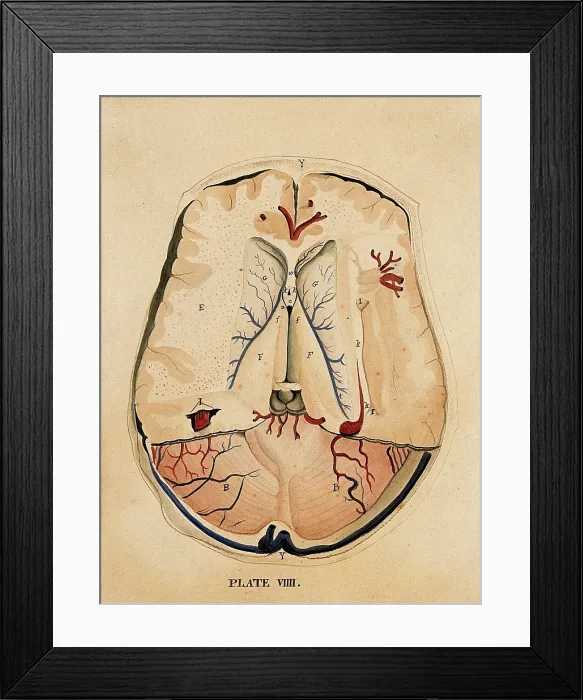 Framed Print : Brain: horizontal section, 1820-1827. Creator: William Home Lizars Framed Print : Brain: horizontal section, 1820-1827. Creator: William Home Lizars