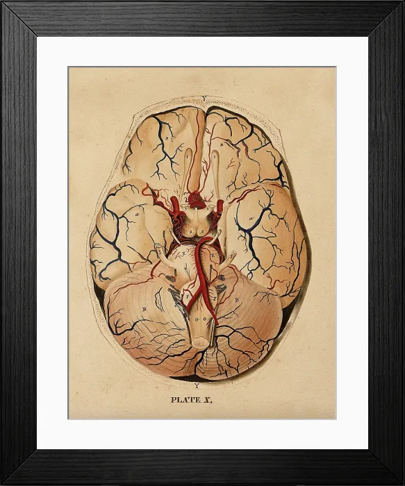 Framed Print : Brain: dissection showing the base of the brain, 1820-1827. Creator: William Home Lizars Framed Print : Brain: dissection showing the base of the brain, 1820-1827. Creator: William Home Lizars