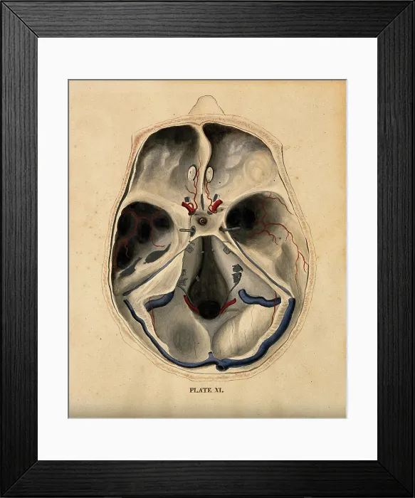 Framed Print : Skull: lateral section, with blood-vessels indicated in red and blue, 1820-1827. Creator: William Home Lizars Framed Print : Skull: lateral section, with blood-vessels indicated in red and blue, 1820-1827. Creator: William Home Lizars