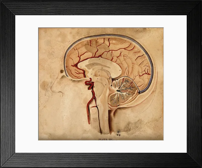 Framed Print : Brain: lateral section, 1820-1827. Creator: William Home Lizars Framed Print : Brain: lateral section, 1820-1827. Creator: William Home Lizars
