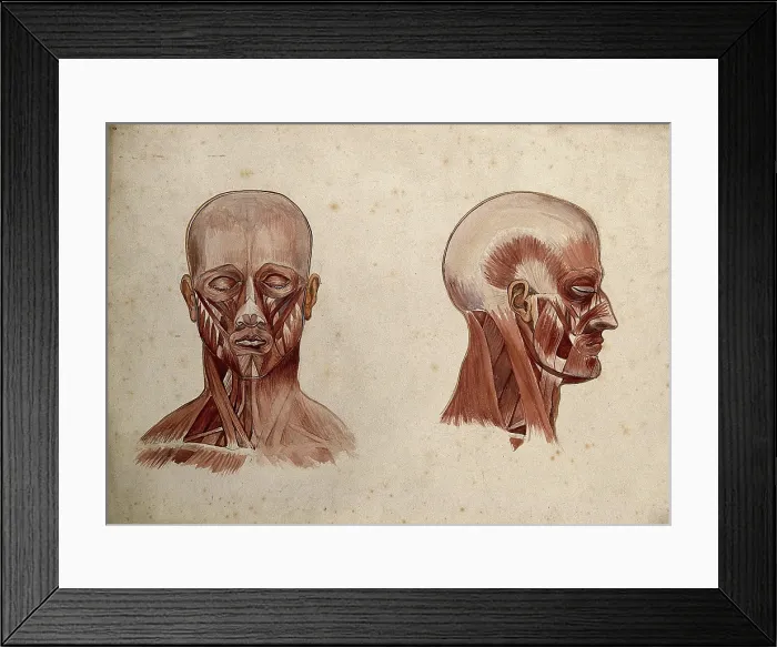 Framed Print : Muscles of the head and neck: two ecorche figures, 1880. Creator: Adele Mongredien Framed Print : Muscles of the head and neck: two ecorche figures, 1880. Creator: Adele Mongredien