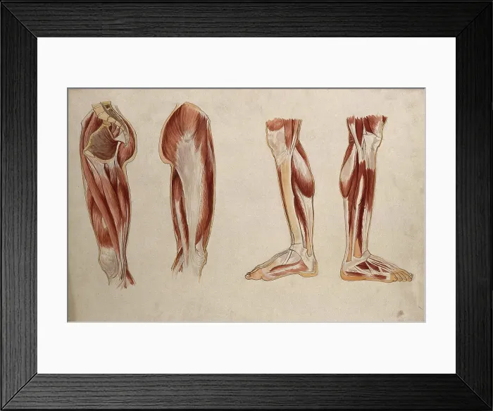 Framed Print : Muscles of the leg and foot: four ecorche figures, 1880. Creator: Adele Mongredien Framed Print : Muscles of the leg and foot: four ecorche figures, 1880. Creator: Adele Mongredien