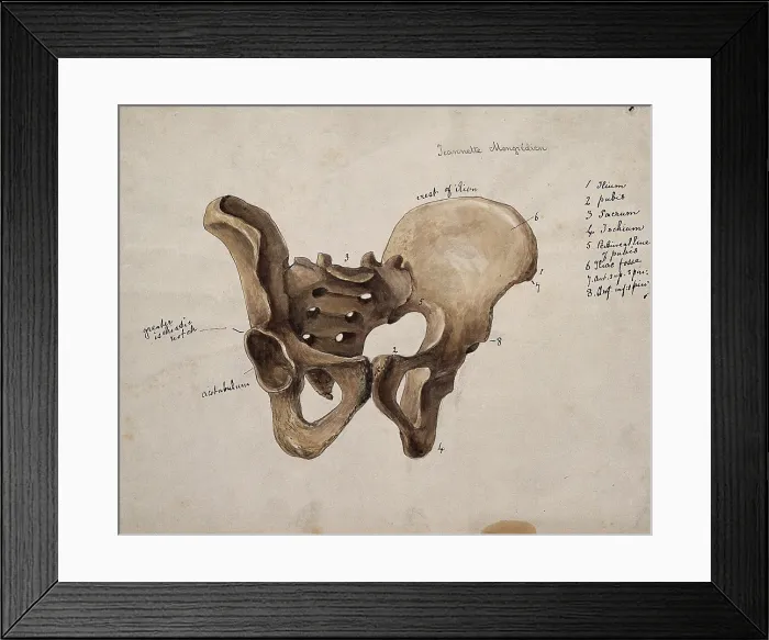 Framed Print : Pelvic bone, 1880. Creator: Jeannette Mongredien Framed Print : Pelvic bone, 1880. Creator: Jeannette Mongredien