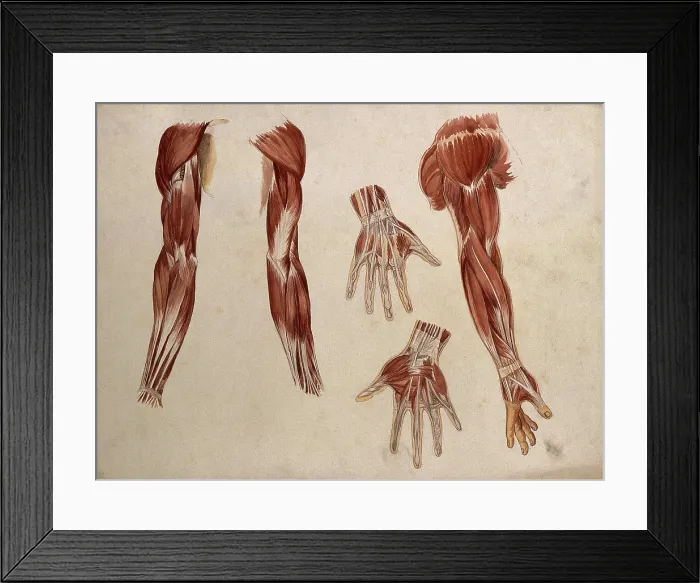 Framed Print : Muscles of the arm and hand: five ecorche figures, 1880. Creator: Adele Mongredien Framed Print : Muscles of the arm and hand: five ecorche figures, 1880. Creator: Adele Mongredien
