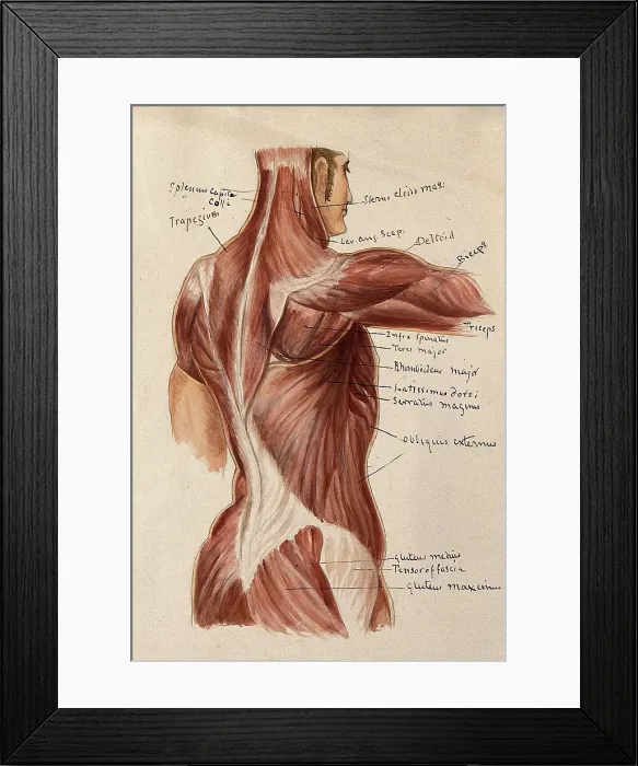 Framed Print : Muscles of the trunk: an ecorche figures showing a side view of the torso, 1880. Creator: Adele Mongredien Framed Print : Muscles of the trunk: an ecorche figures showing a side view of the torso, 1880. Creator: Adele Mongredien