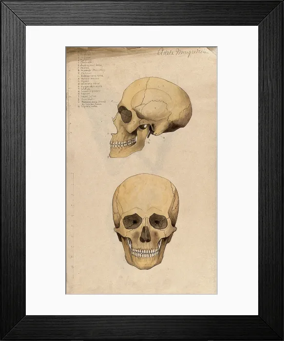 Framed Print : Skull: two figures, showing side and front views, 1880. Creator: Adele Mongredien Framed Print : Skull: two figures, showing side and front views, 1880. Creator: Adele Mongredien