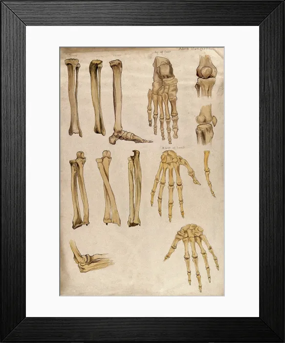 Framed Print : Bones of the arm, leg, hand, foot and knee: thirteen figures, 1880. Creator: Adele Mongredien Framed Print : Bones of the arm, leg, hand, foot and knee: thirteen figures, 1880. Creator: Adele Mongredien