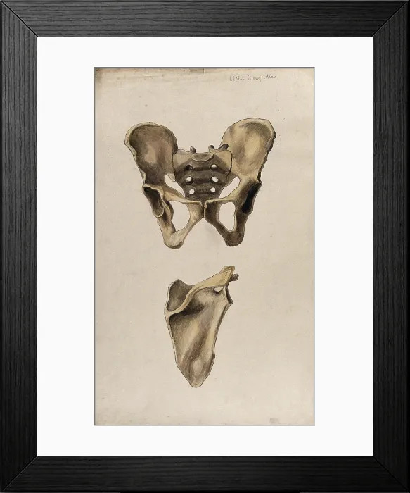 Framed Print : Bones of the pelvis and scapula: two figures, 1880. Creator: Adele Mongredien Framed Print : Bones of the pelvis and scapula: two figures, 1880. Creator: Adele Mongredien