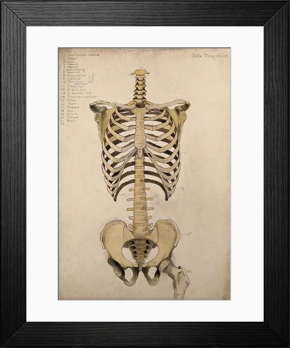 Framed Print : Bones of the trunk and pelvis: front view, 1880. Creator: Adele Mongredien Framed Print : Bones of the trunk and pelvis: front view, 1880. Creator: Adele Mongredien