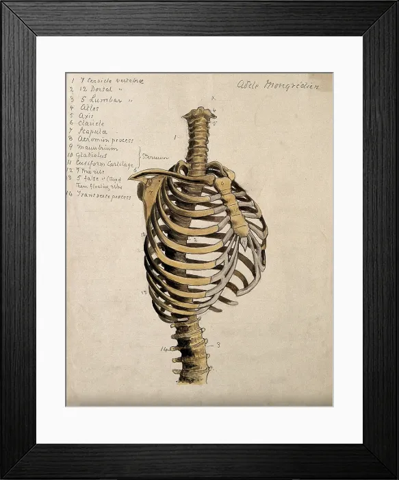 Framed Print : Vertebral column and ribcage, 1880. Creator: Adele Mongredien Framed Print : Vertebral column and ribcage, 1880. Creator: Adele Mongredien