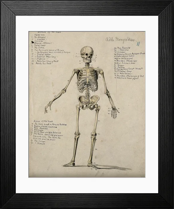 Framed Print : A skeleton, 1880. Creator: Adele Mongredien Framed Print : A skeleton, 1880. Creator: Adele Mongredien