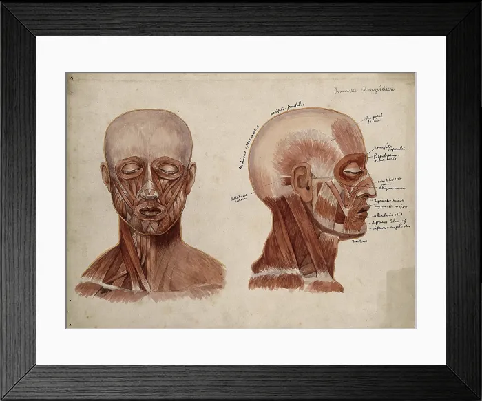 Framed Print : Muscles of the head and neck: two ecorche figures, 1880. Creator: Jeannette Mongredien Framed Print : Muscles of the head and neck: two ecorche figures, 1880. Creator: Jeannette Mongredien
