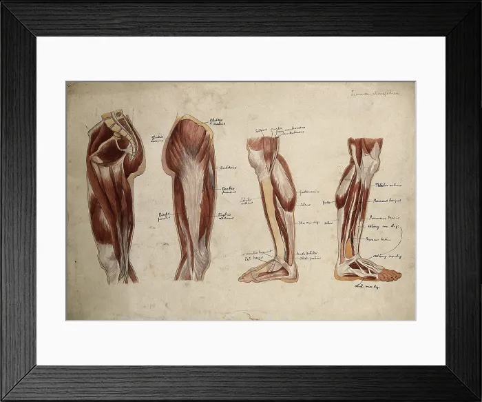 Framed Print : Muscles of the leg and foot: four ecorche figures, 1880. Creator: Jeannette Mongredien Framed Print : Muscles of the leg and foot: four ecorche figures, 1880. Creator: Jeannette Mongredien