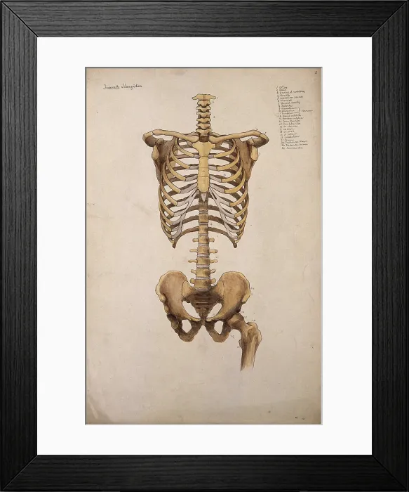 Framed Print : Bones of the trunk and pelvis: front view, 1880. Creator: Jeannette Mongredien Framed Print : Bones of the trunk and pelvis: front view, 1880. Creator: Jeannette Mongredien