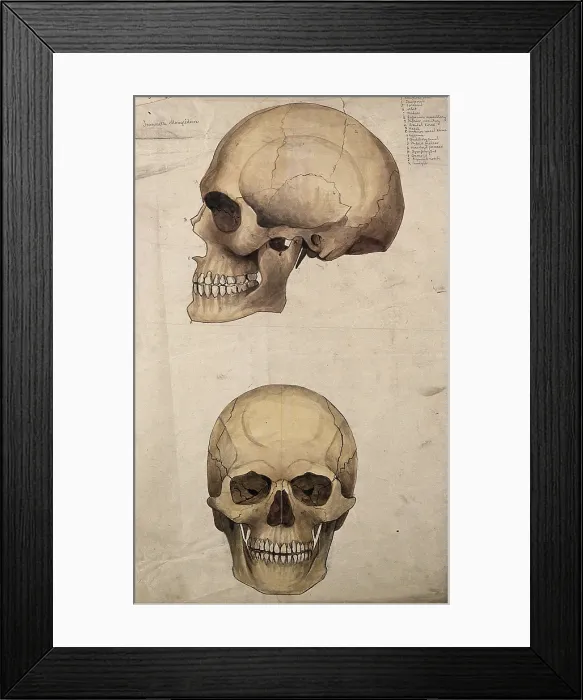 Framed Print : Skull: two figures, showing side and front views, 1880. Creator: Jeannette Mongredien Framed Print : Skull: two figures, showing side and front views, 1880. Creator: Jeannette Mongredien