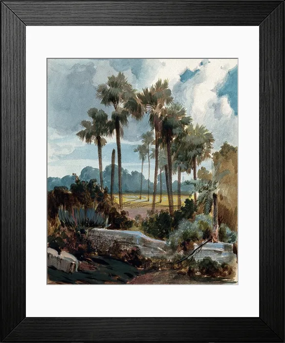 Framed Print : Palmyra palm trees (Borassus flabellifer) near Madras, India, 1854 to 1858. Creator: Hermann von Schlagintweit Framed Print : Palmyra palm trees (Borassus flabellifer) near Madras, India, 1854 to 1858. Creator: Hermann von Schlagintweit