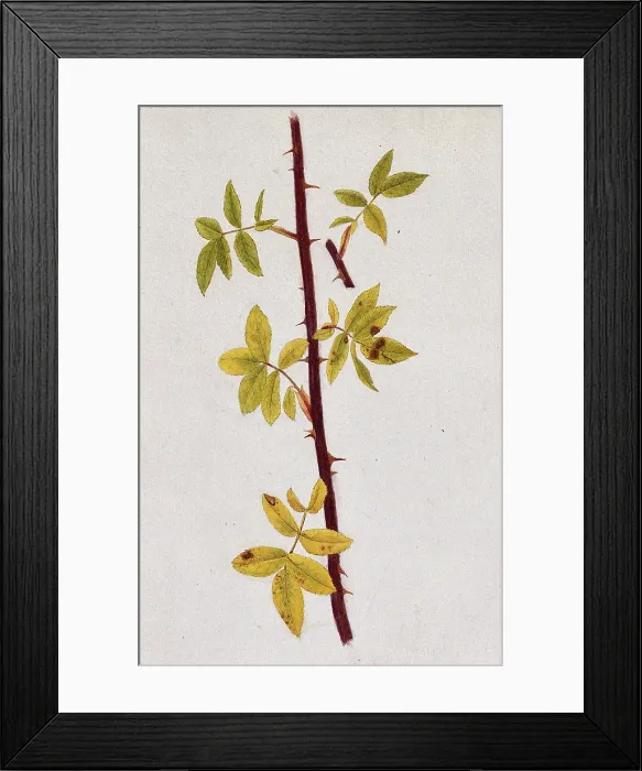 Framed Print : Rose stem with autumn leaves, c1870s. Creator: Unknown Framed Print : Rose stem with autumn leaves, c1870s. Creator: Unknown