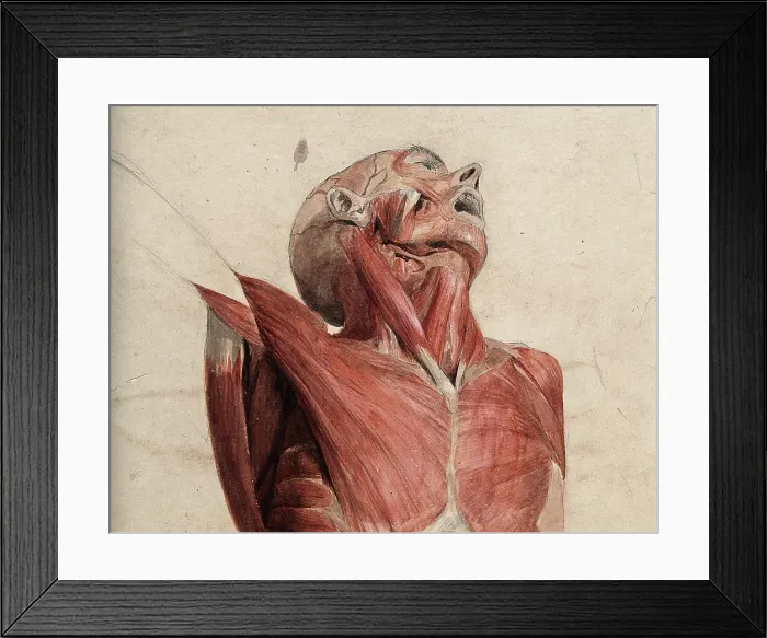 Framed Print : Head, neck and chest of ecorche, lying supine, with eyes and mouth open, 1800-1899. Creator: Unknown Framed Print : Head, neck and chest of ecorche, lying supine, with eyes and mouth open, 1800-1899. Creator: Unknown