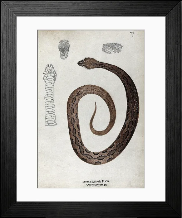 Framed Print : A poisonous snake, brown in colour with darker oblong patches: includes three outline... 1795. Creator: Unknown Framed Print : A poisonous snake, brown in colour with darker oblong patches: includes three outline... 1795. Creator: Unknown