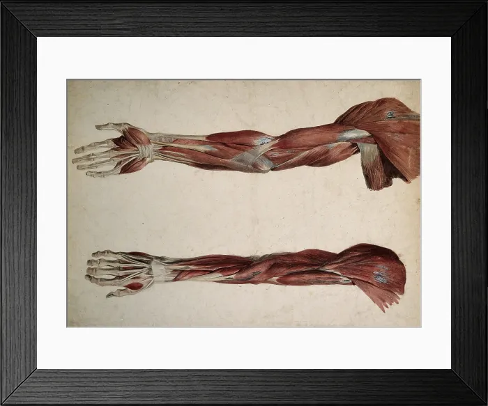 Framed Print : Muscles and tendons of the upper arm: two ecorches, 1800-1899. Creator: Unknown Framed Print : Muscles and tendons of the upper arm: two ecorches, 1800-1899. Creator: Unknown