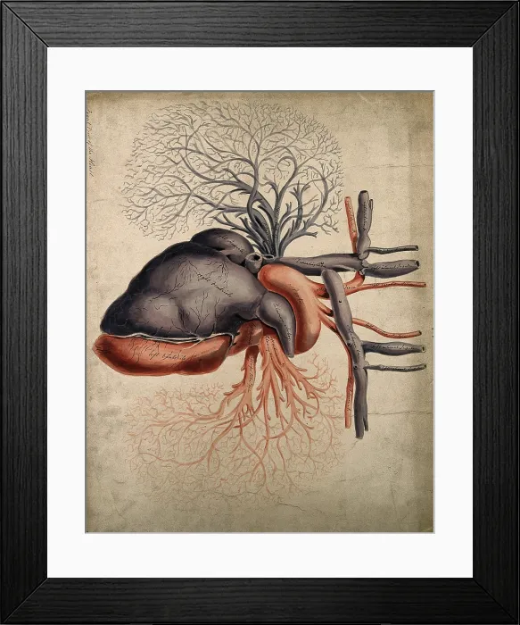 Framed Print : Front view of the heart, with arteries and blood-vessels attached, 1800-1899. Creator: Unknown Framed Print : Front view of the heart, with arteries and blood-vessels attached, 1800-1899. Creator: Unknown