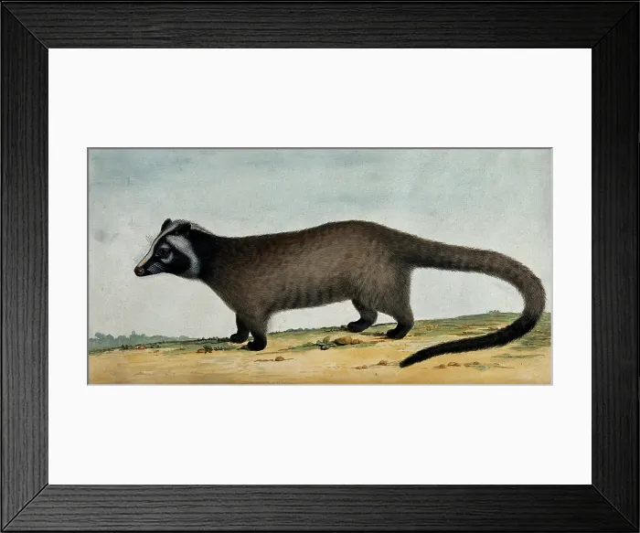 Framed Print : An opossum. Creator: Unknown Framed Print : An opossum. Creator: Unknown