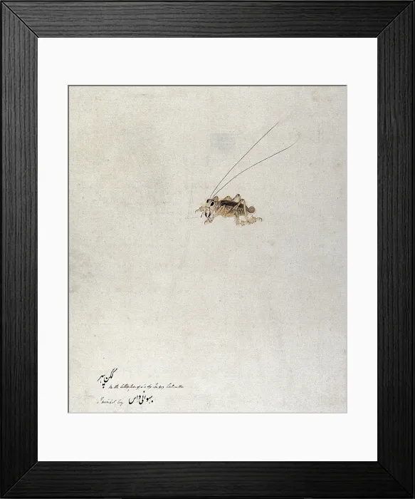 Framed Print : Grasshopper (?), 1777-1783. Creator: Unknown Framed Print : Grasshopper (?), 1777-1783. Creator: Unknown