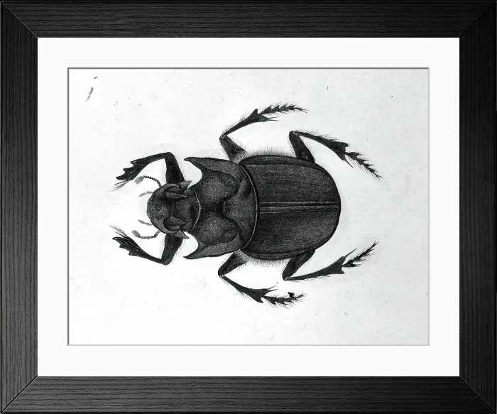 Framed Print : Beetle, 1777-1783. Creator: Unknown Framed Print : Beetle, 1777-1783. Creator: Unknown