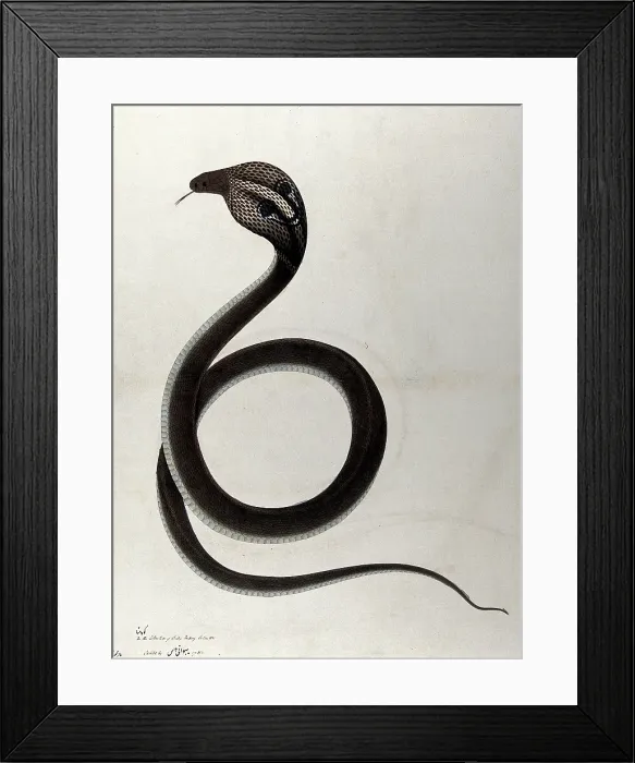 Framed Print : Indian cobra, with spectacle marking on hood, 1782. Creator: Unknown. Indian cobra, with spectacle marking on hood, 1782. Creator: Unknown Framed Print : Indian cobra, with spectacle marking on hood, 1782. Creator: Unknown. Indian cobra, with spectacle marking on hood, 1782. Creator: Unknown