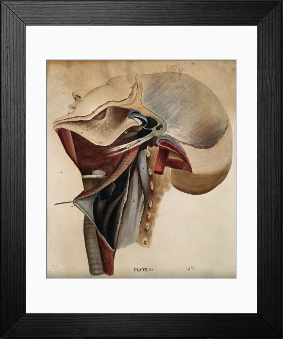 Framed Print : Dissection of the neck, 1800-1899. Creator: Unknown Framed Print : Dissection of the neck, 1800-1899. Creator: Unknown