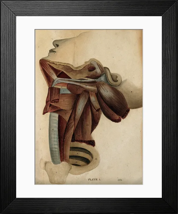 Framed Print : Dissection of the neck, 1800-1899. Creator: Unknown Framed Print : Dissection of the neck, 1800-1899. Creator: Unknown