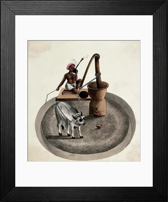 Framed Print : India: a man smoking a hookah whips a bullock who is drawing him... (between 1800 and 1899?). Creator: Unknown Framed Print : India: a man smoking a hookah whips a bullock who is drawing him... (between 1800 and 1899?). Creator: Unknown