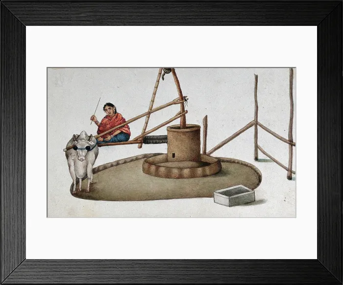 Framed Print : Delhi: a woman making a cow work the oil mill, (between 1800 and 1899?). Creator: Unknown Framed Print : Delhi: a woman making a cow work the oil mill, (between 1800 and 1899?). Creator: Unknown