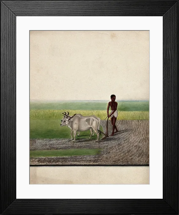 Framed Print : A man ploughing land with oxen, (between 1800 and 1899?). Creator: Unknown Framed Print : A man ploughing land with oxen, (between 1800 and 1899?). Creator: Unknown