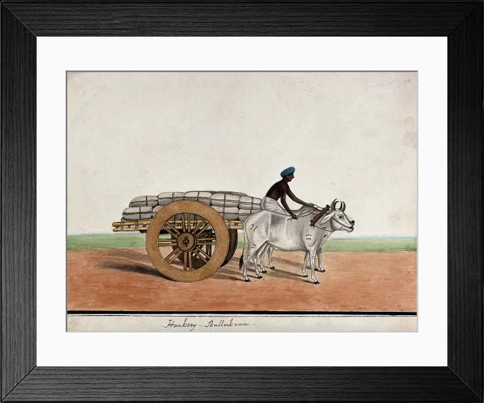 Framed Print : A man driving a bullock cart laden with sacks, (between 1800 and 1899?). Creator: Unknown Framed Print : A man driving a bullock cart laden with sacks, (between 1800 and 1899?). Creator: Unknown