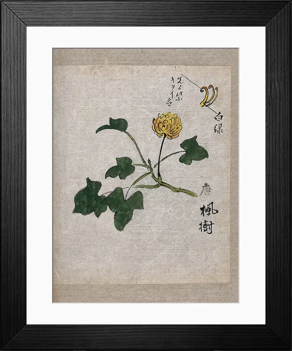 Framed Print : A plant, possibly a knotweed (Polygonum species): flowering stem and leaves. Creator: Unknown Framed Print : A plant, possibly a knotweed (Polygonum species): flowering stem and leaves. Creator: Unknown