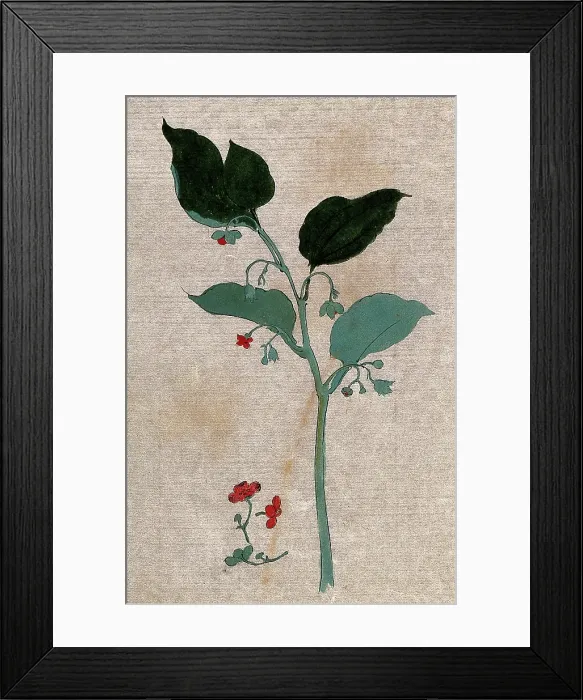 Framed Print : A plant, possibly of the Boraginaceae family: flowering stem with separate flowers. Creator: Unknown Framed Print : A plant, possibly of the Boraginaceae family: flowering stem with separate flowers. Creator: Unknown