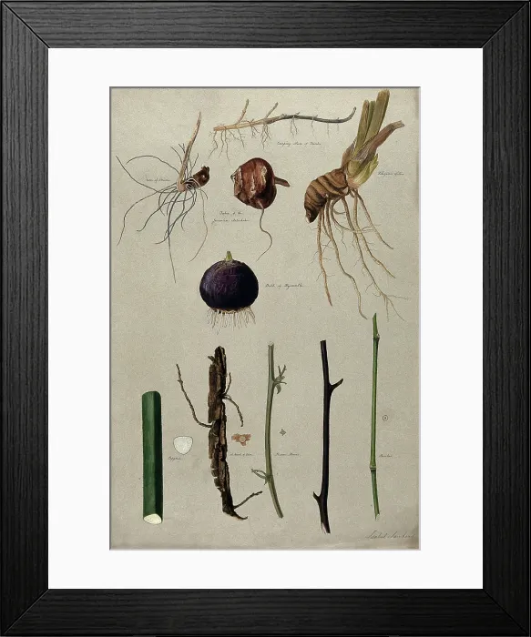 Framed Print : Various stem forms, including bulbs and roots, c1900. Creator: Isabel Sawkins Framed Print : Various stem forms, including bulbs and roots, c1900. Creator: Isabel Sawkins