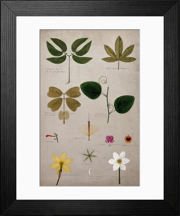 Framed Print : Various leaf forms and flower parts, c1900. Creator: Isabel Sawkins Framed Print : Various leaf forms and flower parts, c1900. Creator: Isabel Sawkins