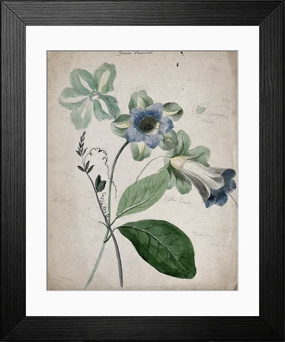 Framed Print : A plant, possibly Cobaea scandens: flowering stems with labels describing colour of various parts. Creator: Unknown Framed Print : A plant, possibly Cobaea scandens: flowering stems with labels describing colour of various parts. Creator: Unknown