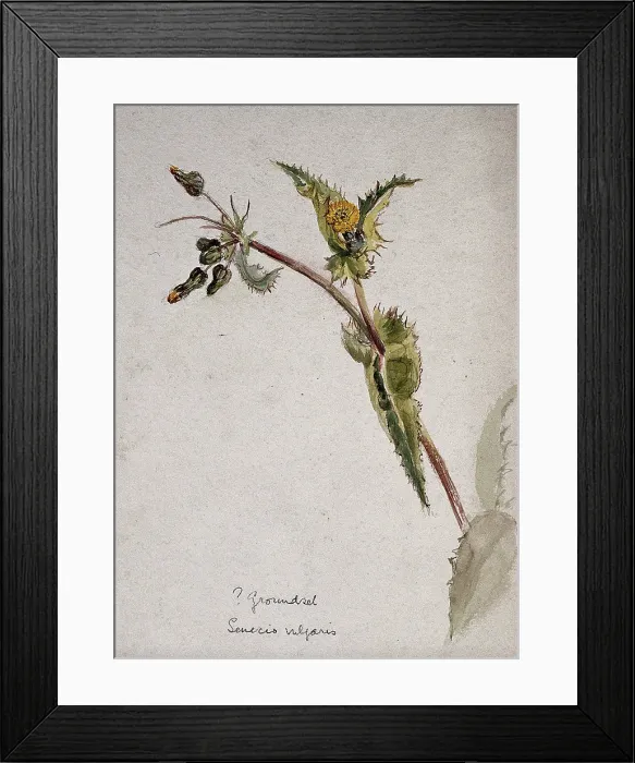 Framed Print : Groundsel (Senecio vulgaris): flowering stem. Creator: Unknown Framed Print : Groundsel (Senecio vulgaris): flowering stem. Creator: Unknown